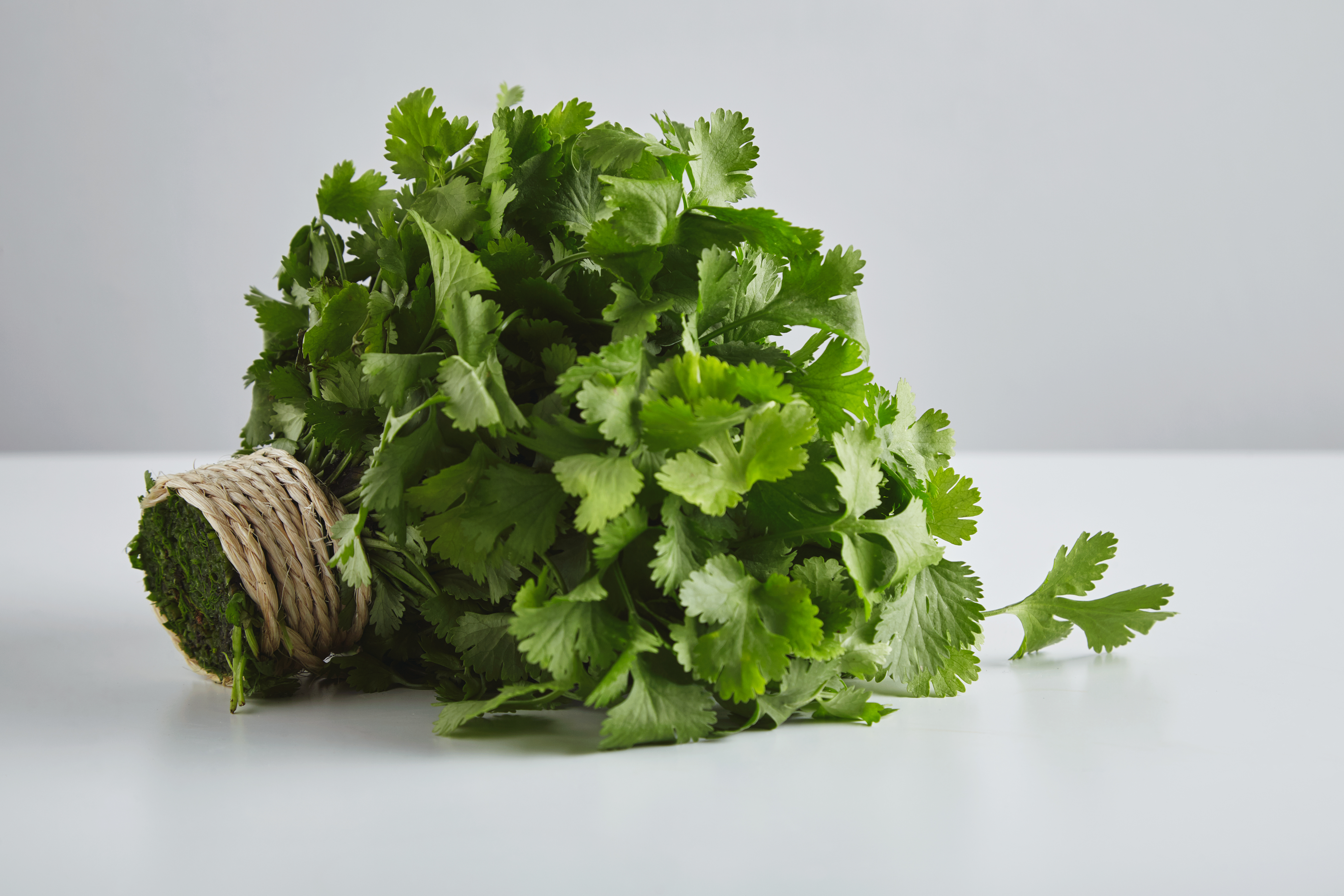 Premium Coriander Seeds